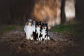 Idyllic view of three Shelties sitting together in a forest