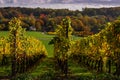 Idyllic view of vineyards in Maastricht changing colours in Autumn with an amazing view over the valley and the forest of the oppo Royalty Free Stock Photo