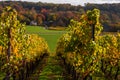 Idyllic view of vineyards in Maastricht changing colours in Autumn with an amazing view over the valley and the forest of the oppo Royalty Free Stock Photo