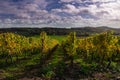 Idyllic view of vineyards in Maastricht changing colours in Autumn with an amazing view over the valley and the forest of the oppo Royalty Free Stock Photo