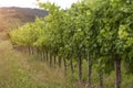Idyllic Vineyard, Grapes In Row