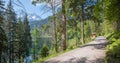 idyllic walkway along lake Eibsee, bavaria, with fir trees beside the way