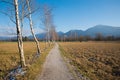 Idyllic walkway along the Schlehdorf marshland, with bare-leaved birch trees, mountain view bavarian alps Royalty Free Stock Photo