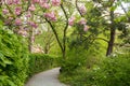 Idyllic walkway at Westpark munich, green nature and blooming cherry tree