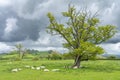 Idyllic Welsh Countryside with resting Sheep and rolling Hills Royalty Free Stock Photo