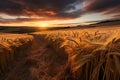 Idyllic wheat field with golden crops under gorgeous sunset sky, beautiful rural landscape Royalty Free Stock Photo