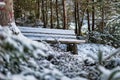 Idyllic winter landscape featuring wooden benches surrounded by snow-covered trees