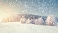 Idyllic winter landscape in snowfall. Christmas and New Year time. Snowflakes fall on snowy meadow with frosty trees