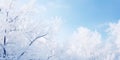 Idyllic winter scene background with snowy fir tree. Branches covered with hoarfrost