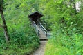 Hidden wooden bridge in lush green forest summer season nature