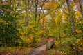 Idyllic wooden walking bridge in a forest during Autumn with Fall leaves