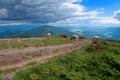 Cows grasing on the mountain top near the country road, view of mountains. Ukraine.