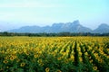 Ield of blooming sunflowers