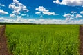 Ield of green wheat under blue sky and white clouds