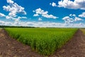 Ield of green wheat under blue sky and white clouds Royalty Free Stock Photo