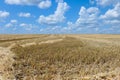 Ield after harvesting cereals in the summer, stubble against the blue sky and white clouds