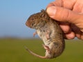 Ield vole (Microtus agrestis) Royalty Free Stock Photo