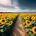 ields of Sunshine: Endless Beauty of Yellow Sunflowers Royalty Free Stock Photo