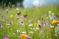 ields of wildflowers in full bloom, attracting butterflies and capturing the essence of summer Royalty Free Stock Photo