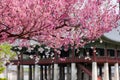 Iew of the beautiful cherry blossoms at the Gyeongbok Palace in spring in Seoul, South Korea Royalty Free Stock Photo