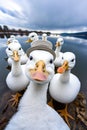 funny ducks taking a selfie