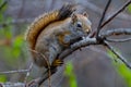 If I stay still nobody will notice me A squirrel hides in plain sight on a Tree branch