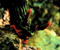 Closely Green nudi with orange horn