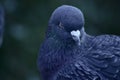 Close up of a rock dove pigeon