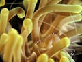 anemones for colony trasparant shrimp