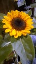 if there is no sunshine in your life at least there are sunflowers