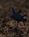  Grey headed swamphen Shot on Nikon d7500 with 200-50