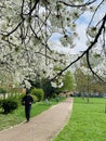 Cundy park in Newham London during spring time with people running and bloomy trees