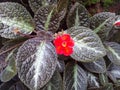 Episcia Cupreata Red Colour flower plant