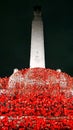 The poppy display on Plymouth Hoe looks magical at night The poignant display is lit up at night - and it is breath taking