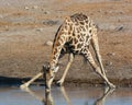 Drinking giraffe in Etosha NP. Royalty Free Stock Photo