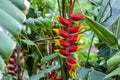 Rare Heliconia Rostrata Plant. Big bucks houseplant