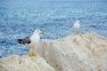 Two Herring gulls wait on rocks by the sea