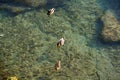 Ifach Penon view from Moraira sunset with ducks Royalty Free Stock Photo