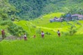 Ifugao ethnic minority in the Philippines Royalty Free Stock Photo