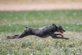 Italian Greyhound in mid-air over the grass