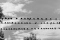 Igeons sit on electrical wires against cloudy sky Royalty Free Stock Photo