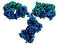 IgG2a monoclonal antibody (immunoglobulin), 3D rendering. Many biotech drugs are antibodies. Cartoon representation combined with