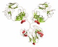 IgG1 monoclonal antibody (immunoglobulin). 3D rendering. Many biotech drugs are antibodies. Cartoon representation with secondary