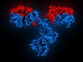 IgG2a monoclonal antibody (immunoglobulin). Many biotech drugs are antibodies. Molecular surface model. Heavy chains colored blue