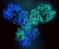 IgG1 monoclonal antibody immunoglobulin. 3D rendering. Many biotech drugs are antibodies. Molecular surface model.