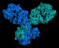 IgG1 monoclonal antibody immunoglobulin. 3D rendering. Many biotech drugs are antibodies. Molecular surface model.