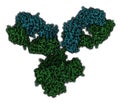 IgG1 monoclonal antibody (immunoglobulin). Many biotech drugs are antibodies. Atoms are shown as color-coded spheres. Light chain