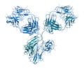 IgG1 monoclonal antibody (immunoglobulin). Many biotech drugs are antibodies. 3D rendering based on protein data bank entry 1igy