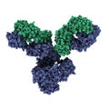 IgG1 monoclonal antibody (immunoglobulin). Play essential role i