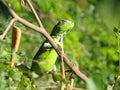 Iggy the Iguana Royalty Free Stock Photo